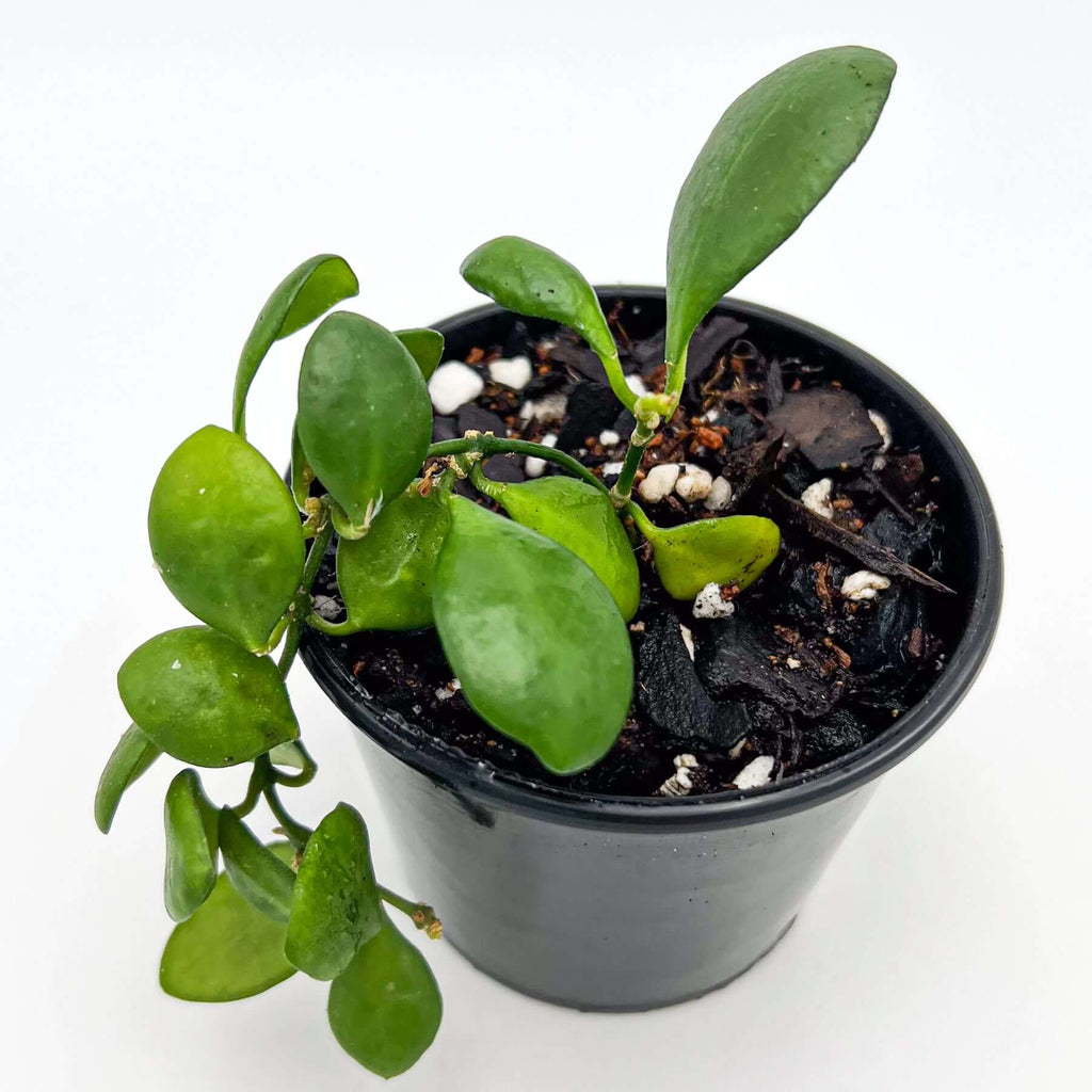 Hoya heuschkeliana Yellow | Indoor Plant | Chalet Boutique - Australia