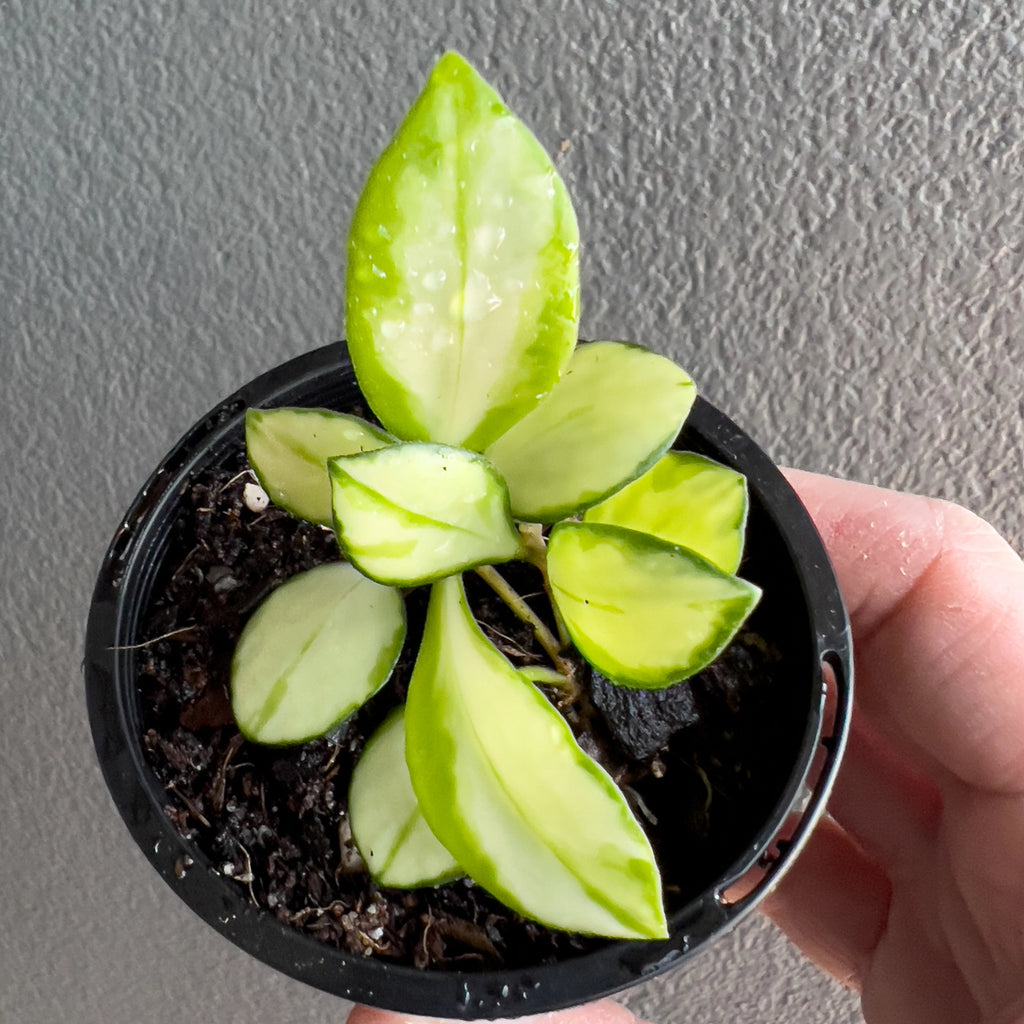 Hand holding a Hoya heuschkeliana Variegata showing petite rounded leaves with soft cream and green variegation and a smooth glossy finish.
