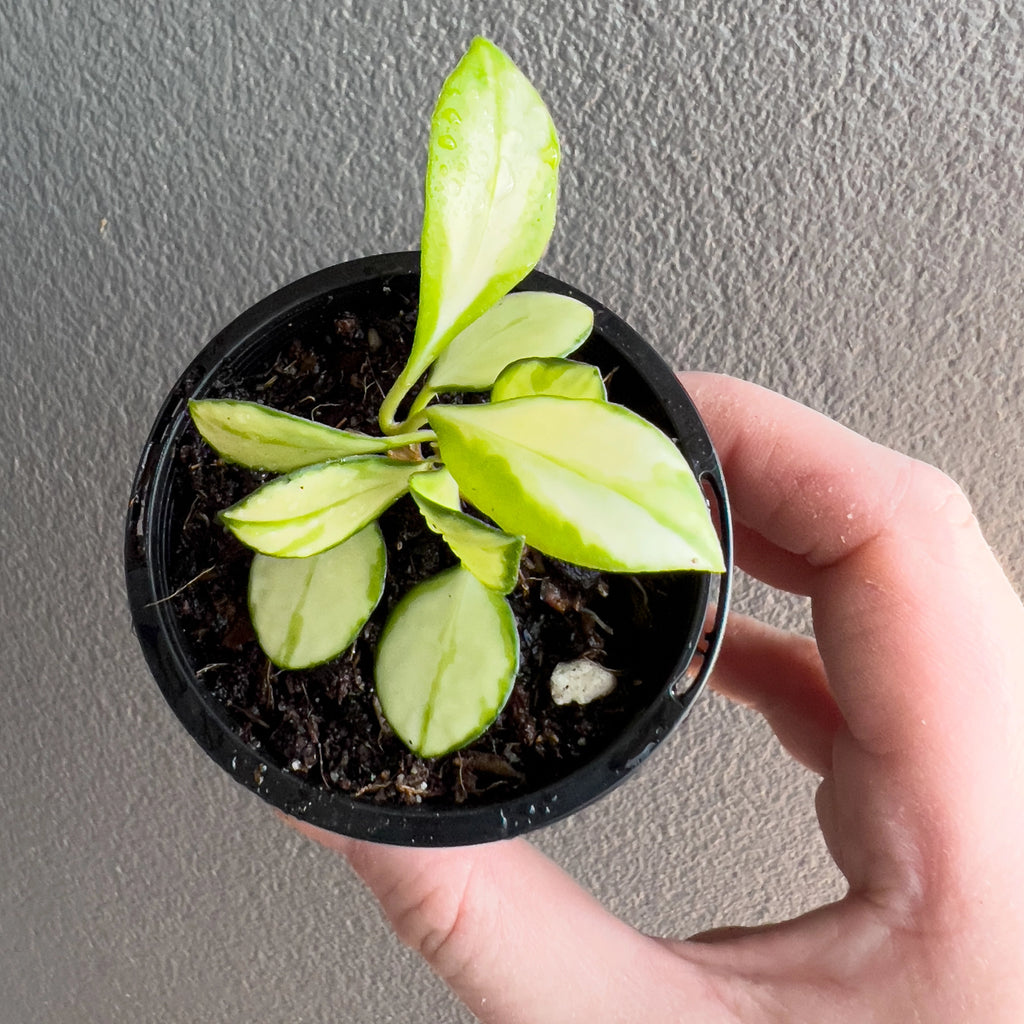 Close view of Hoya heuschkeliana Variegata in hand highlighting the compact foliage, delicate variegated patches and fine trailing stems.