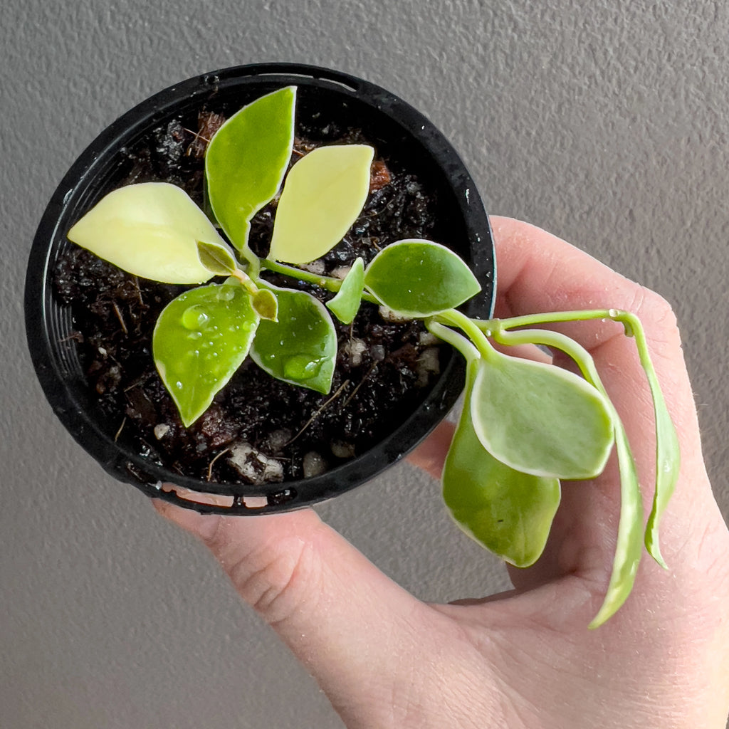 Close view of Hoya heuschkeliana Albomarginata in hand highlighting the fine trailing stems and delicate variegated edges along each leaf.