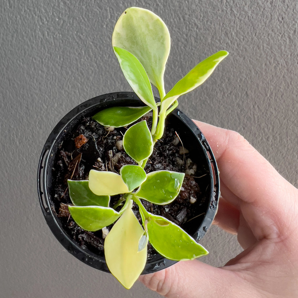 Hoya heuschkeliana Albomarginata in a black nursery pot with dense cascading vines and bright green foliage framed by pale borders.