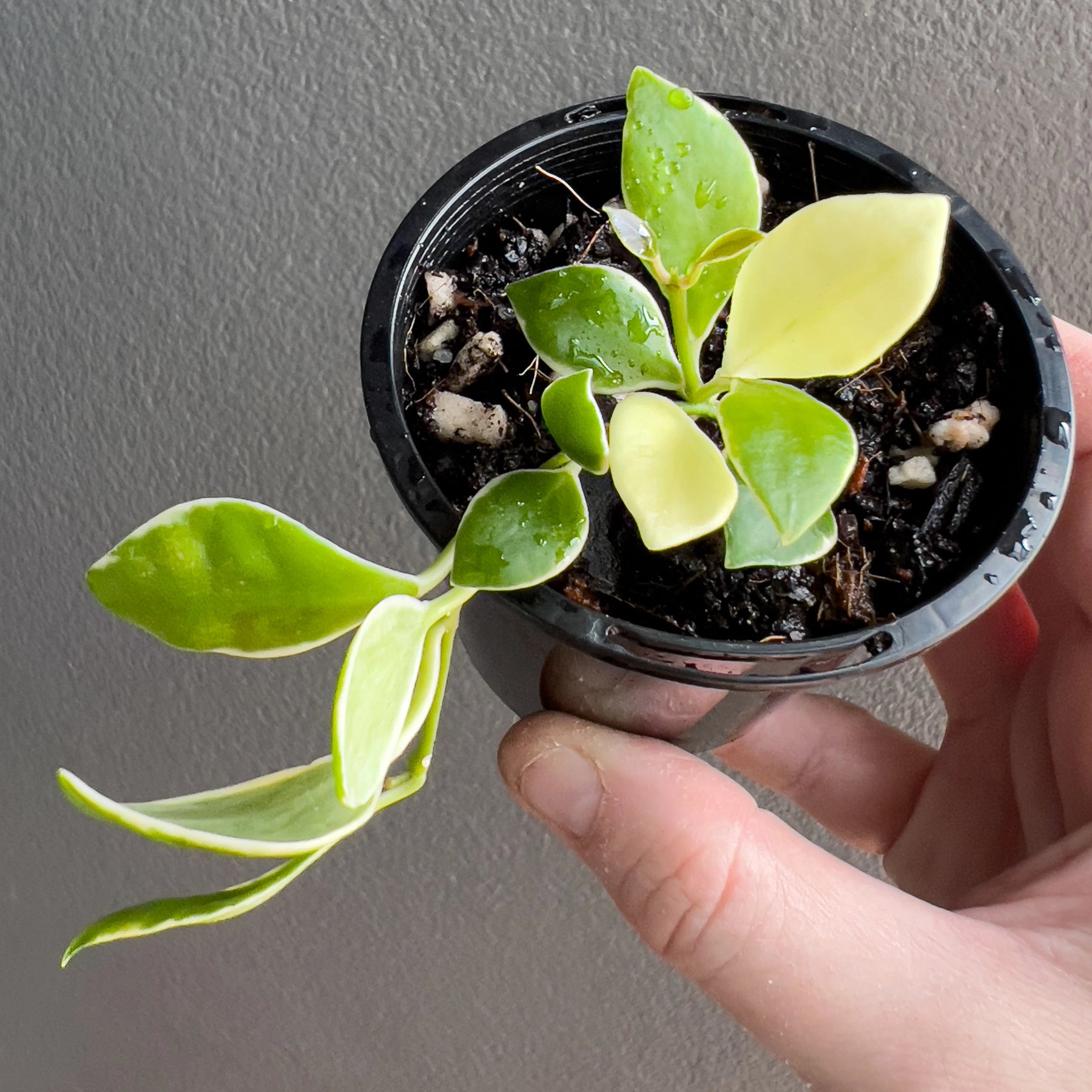 Hoya heuschkeliana Albomarginata | Variegated Hoya Australia