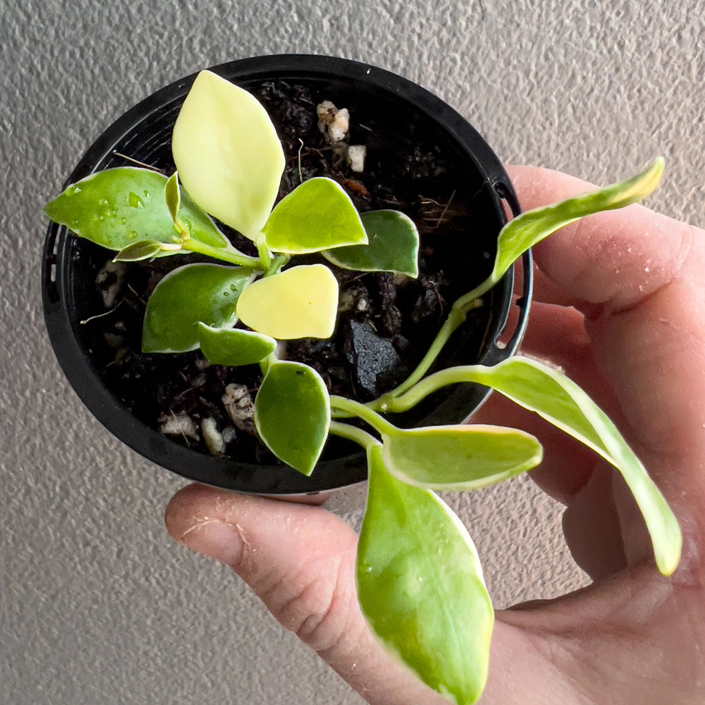 Cluster of Hoya heuschkeliana Albomarginata leaves in hand with soft glossy texture, cream rimmed margins and tight vine structure.