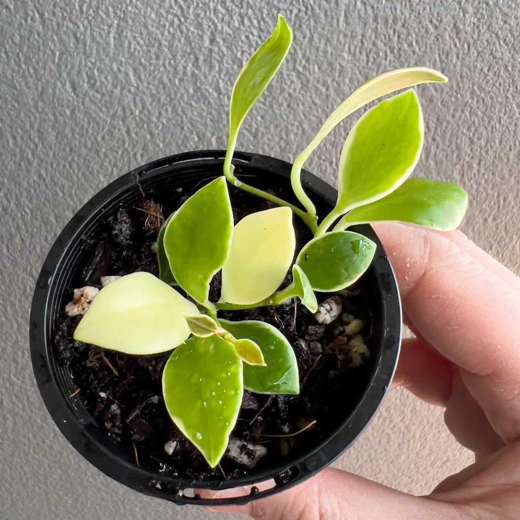 Hoya heuschkeliana Albomarginata held close to the camera showing its petite foliage, smooth variegated outlines and relaxed cascading form.