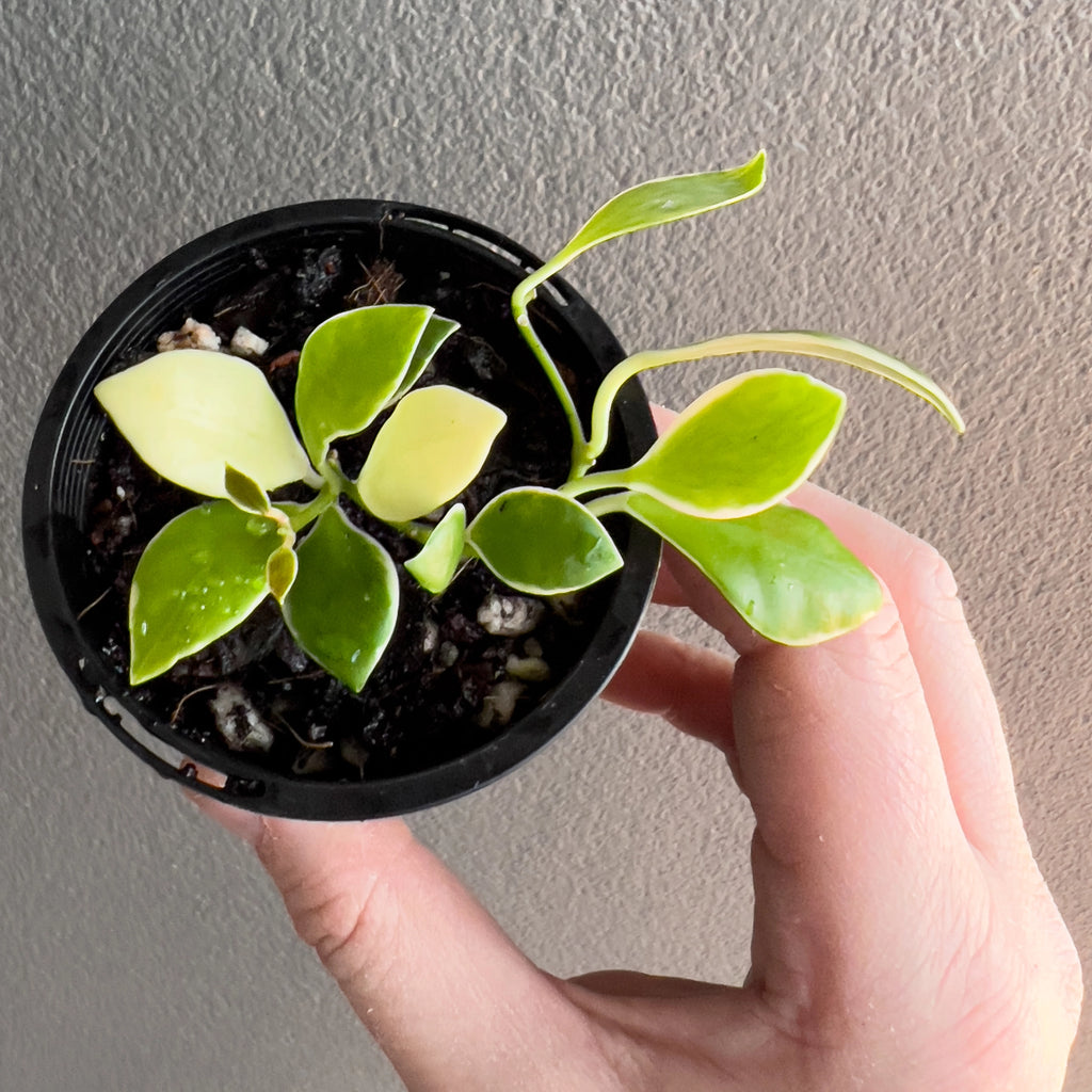 Hand holding a Hoya heuschkeliana Albomarginata showing tiny oval leaves with crisp cream margins and a smooth glossy surface.