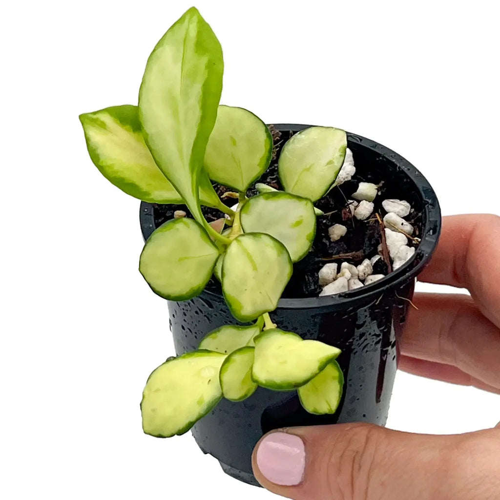 Hoya heuschkeliana Variegata in a black nursery pot, showcasing its creamy-yellow leaves with green margins.