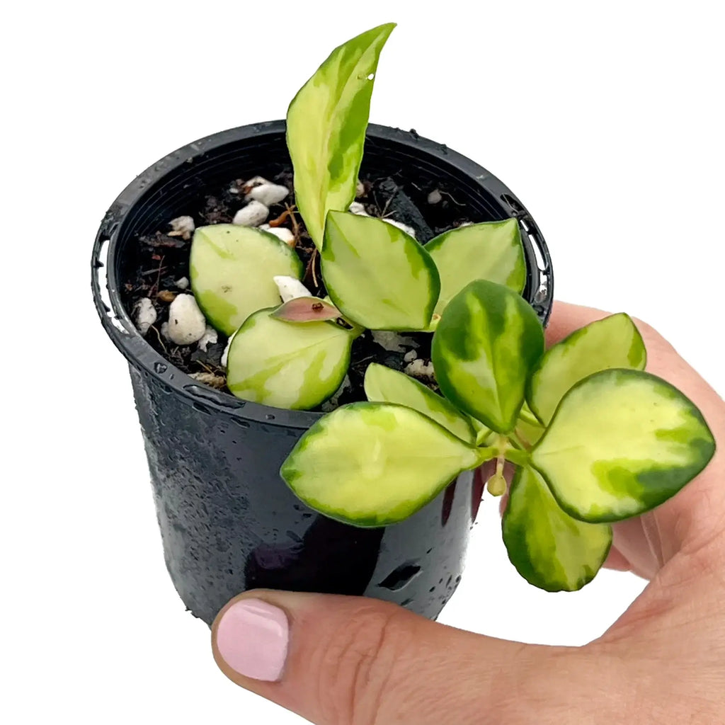 Hoya heuschkeliana Variegata in an 8cm pot with creamy-yellow and green leaves, perfect for indoor plants in Australia.