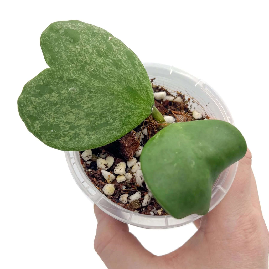 Hoya kerrii 'Splash' | Indoor Plant | Chalet Boutique - Australia