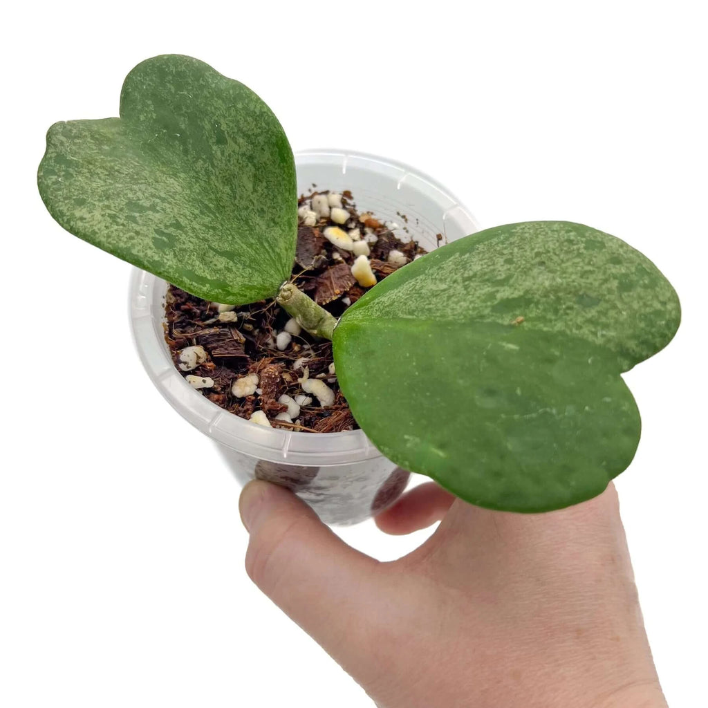 Hoya kerrii 'Splash' | Indoor Plant | Chalet Boutique - Australia