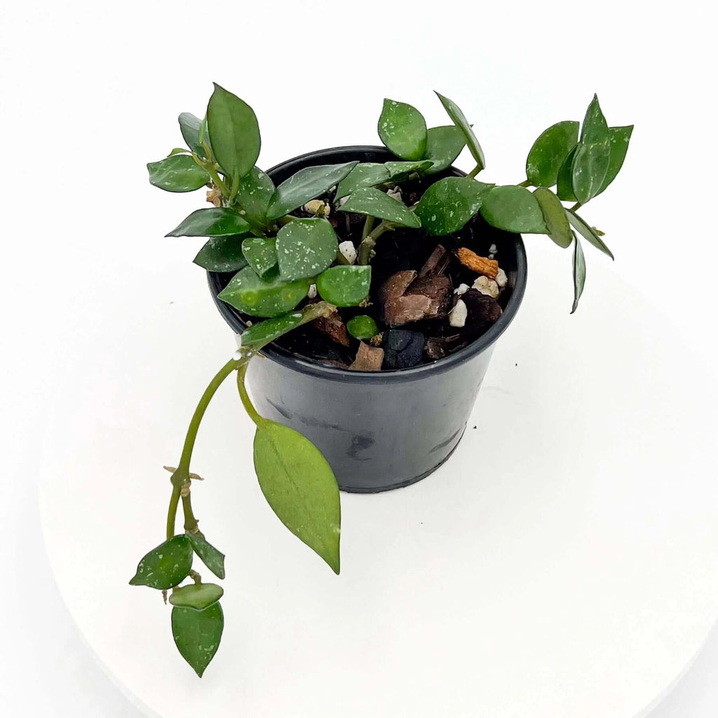 Hoya krohniana | Indoor Plant | Chalet Boutique - Australia