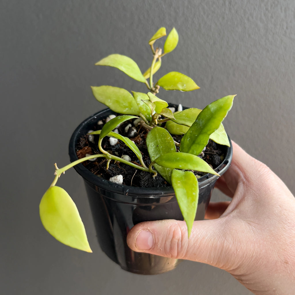 Cluster of Hoya lacunosa long leaf foliage in hand with smooth narrow leaves and faint speckling catching natural light. Rare indoor plant nursery Australia.