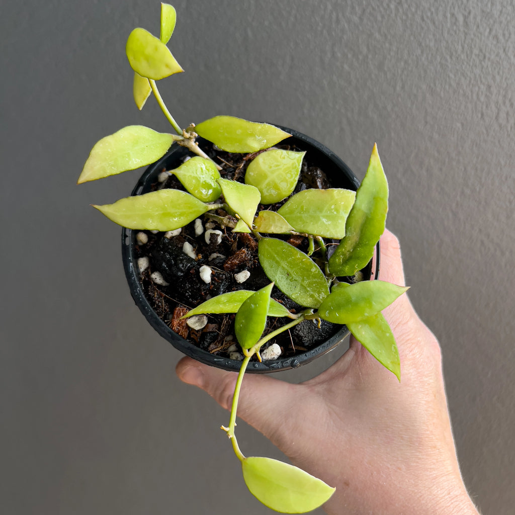 Hoya lacunosa long leaf held close to the camera showing its long tapered leaves and tidy vine structure. Rare indoor plant collectors Australia.