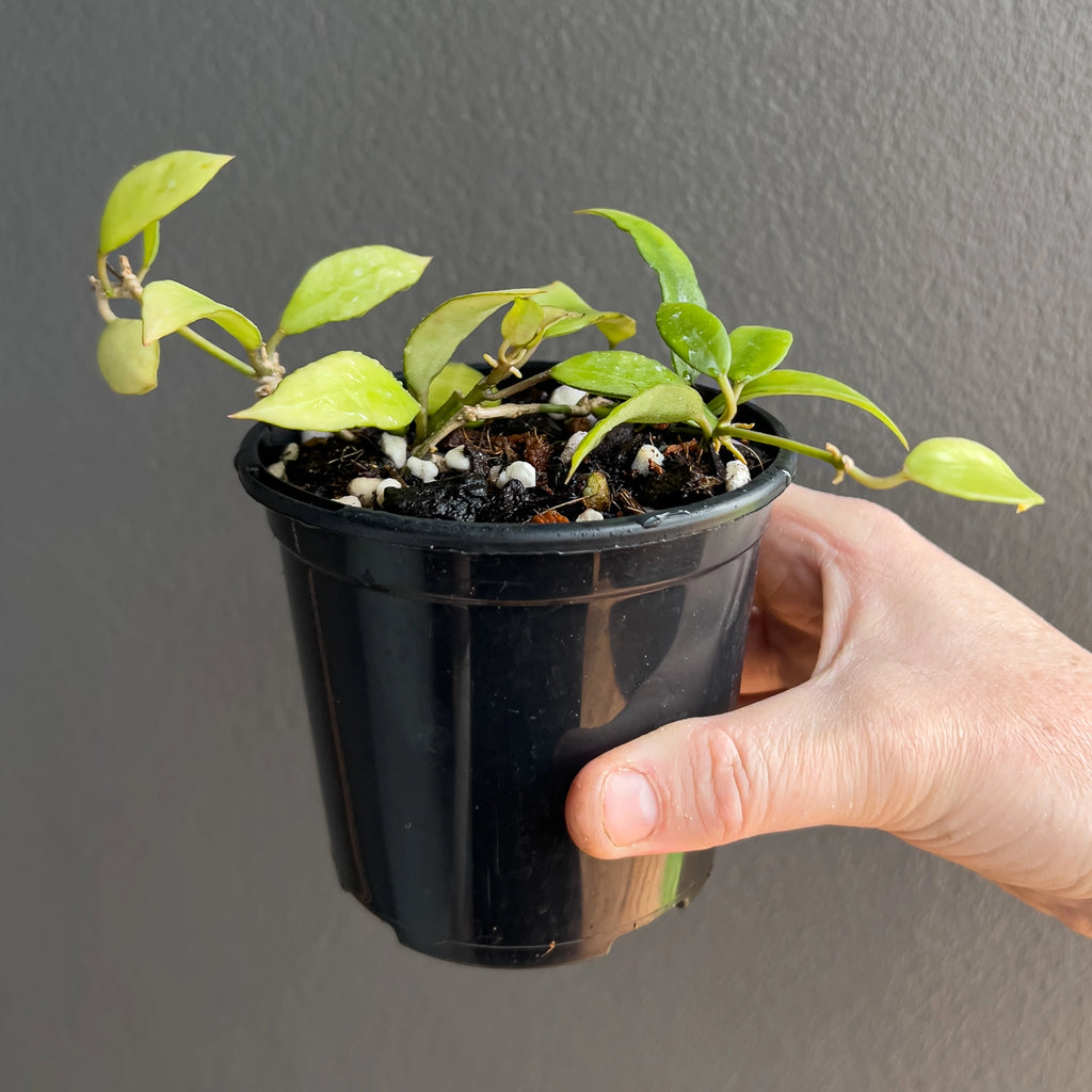 Hand holding a Hoya lacunosa long leaf showing slim glossy leaves and a relaxed cascading growth form under soft light. Trusted indoor plant shop Australia.