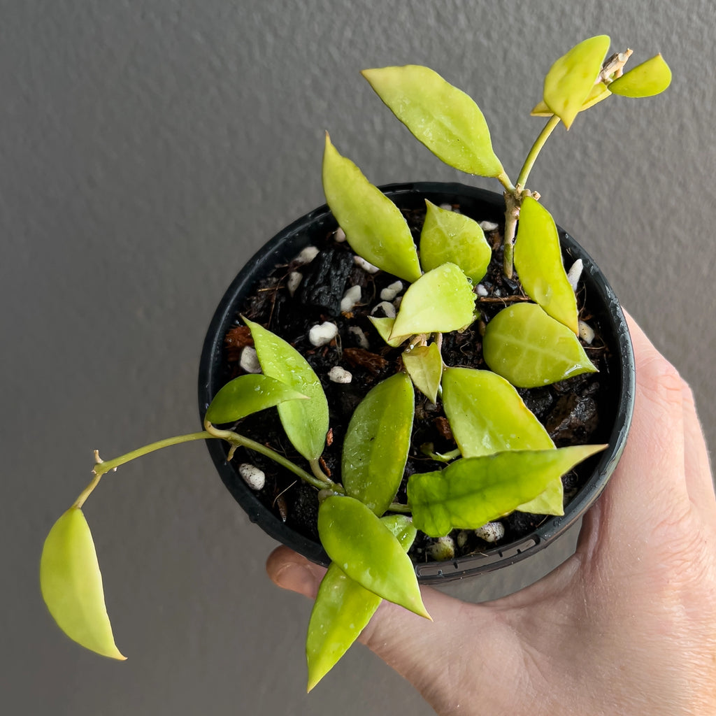 Hand holding a Hoya lacunosa long leaf showing thin elegant foliage with subtle silver mottling and a lightweight trailing habit. Buy rare indoor plants online in Australia.
