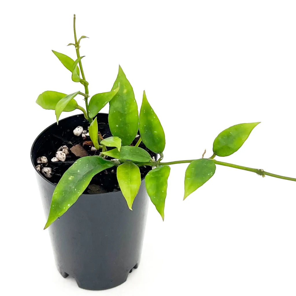 Hoya lacunosa 'long leaf' in a black pot, showcasing its slender, light green leaves, perfect for rare indoor plants.