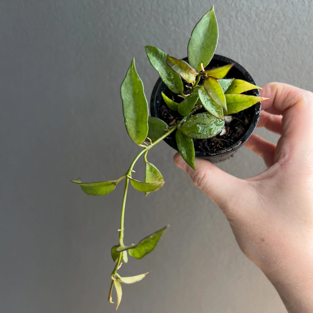 Hoya lacunosa long leaf in a black nursery pot with trailing stems and elongated leaves set against a clean neutral background. Trusted indoor plant shop Australia.