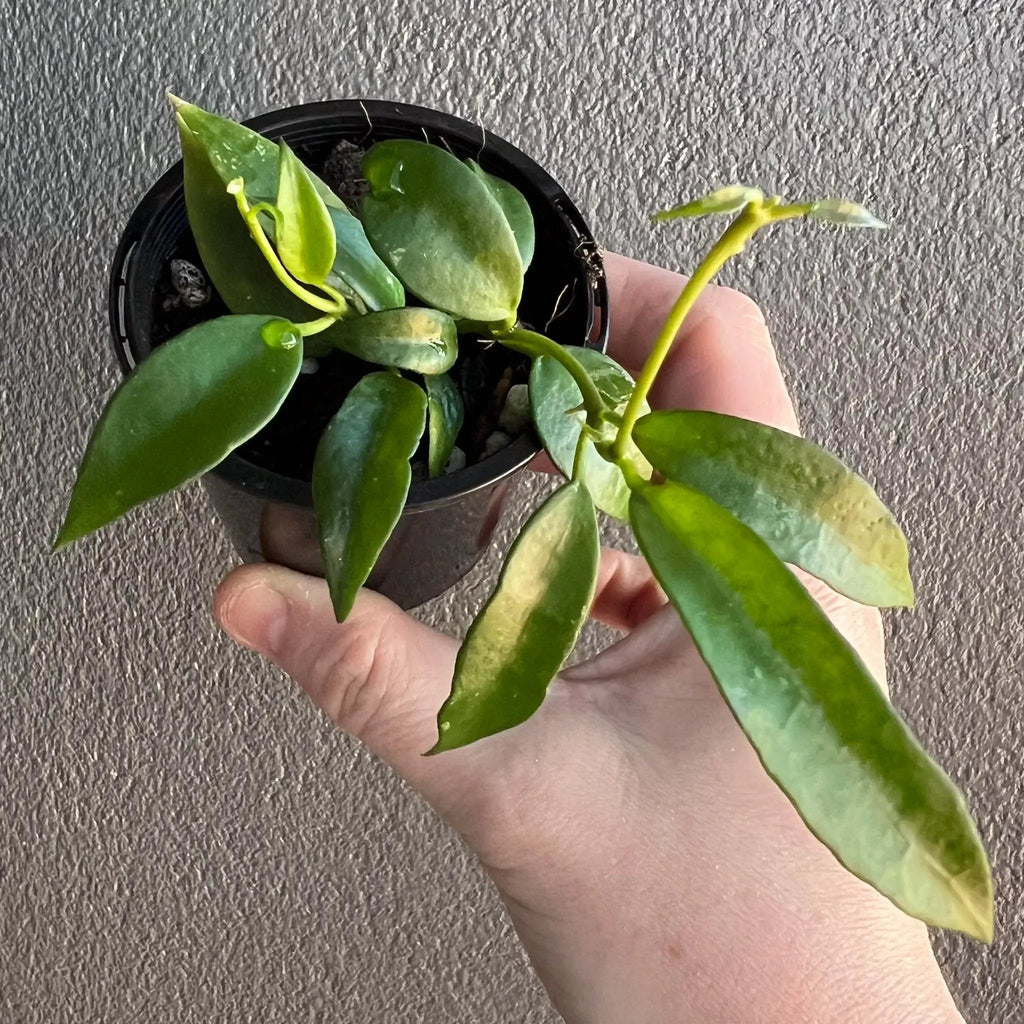 Hoya lacunosa 'long leaf' in a black pot, showcasing elongated green leaves and healthy growth. Chalet Boutique, Australia.