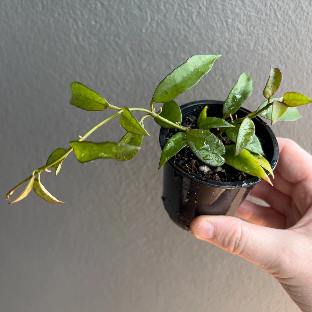 Close view of Hoya lacunosa long leaf in hand highlighting the narrow foliage, gentle arching vines and delicate speckled pattern. Rare indoor plant collectors Australia.