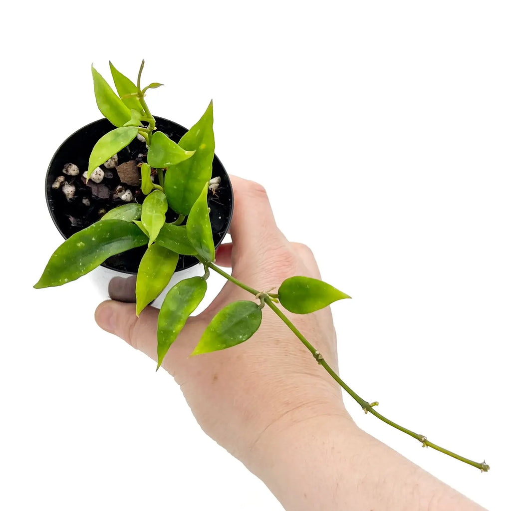 Hoya lacunosa 'long leaf' in a hand, showcasing rare indoor plants with elongated green leaves, perfect for Australian plant lovers.