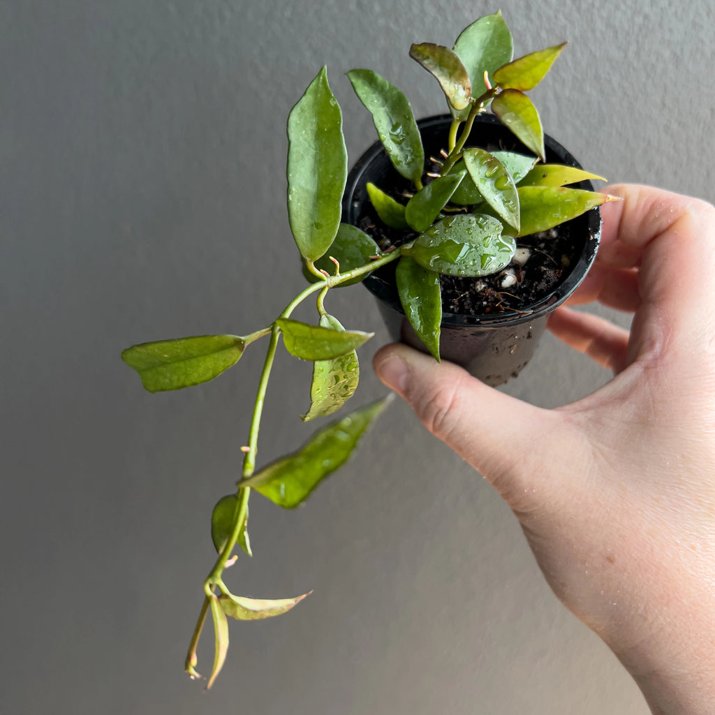 Hand holding a Hoya lacunosa long leaf showing slender pointed leaves with soft silver flecking and a smooth satin finish. Rare indoor plant nursery Australia.
