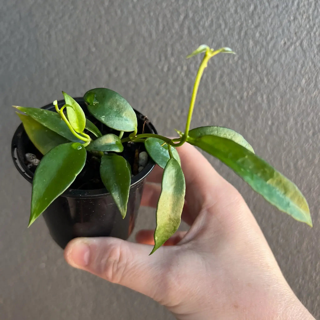 Hoya lacunosa 'long leaf' indoor plant with elongated leaves in a hand, available at Chalet Boutique, Australia.