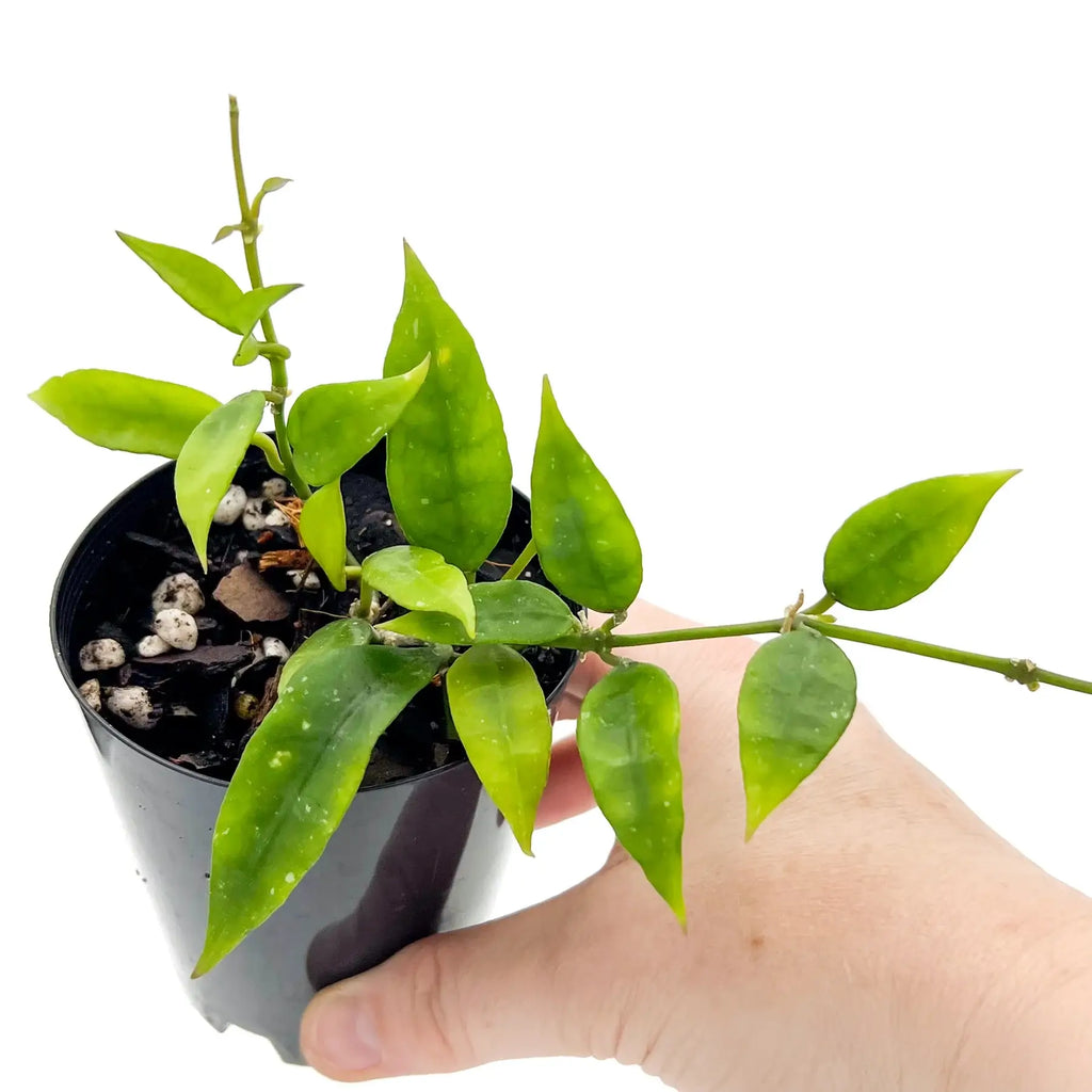 Hoya lacunosa 'long leaf' rare indoor plant with elongated green leaves, perfect for Australian indoor gardens.