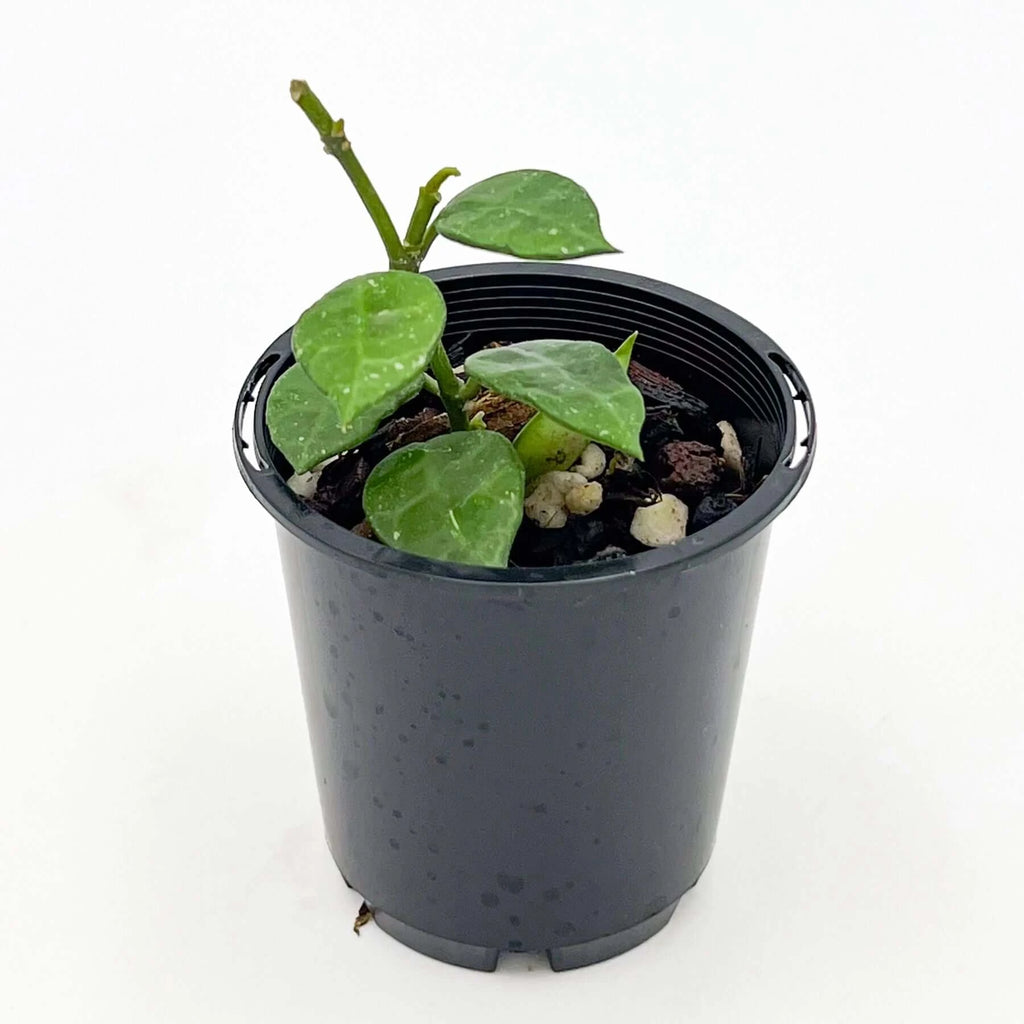 Hoya lacunosa 'Thick Leaf' in a black nursery pot, featuring thick succulent leaves, perfect for indoor plant enthusiasts. Chalet Boutique, Australia.