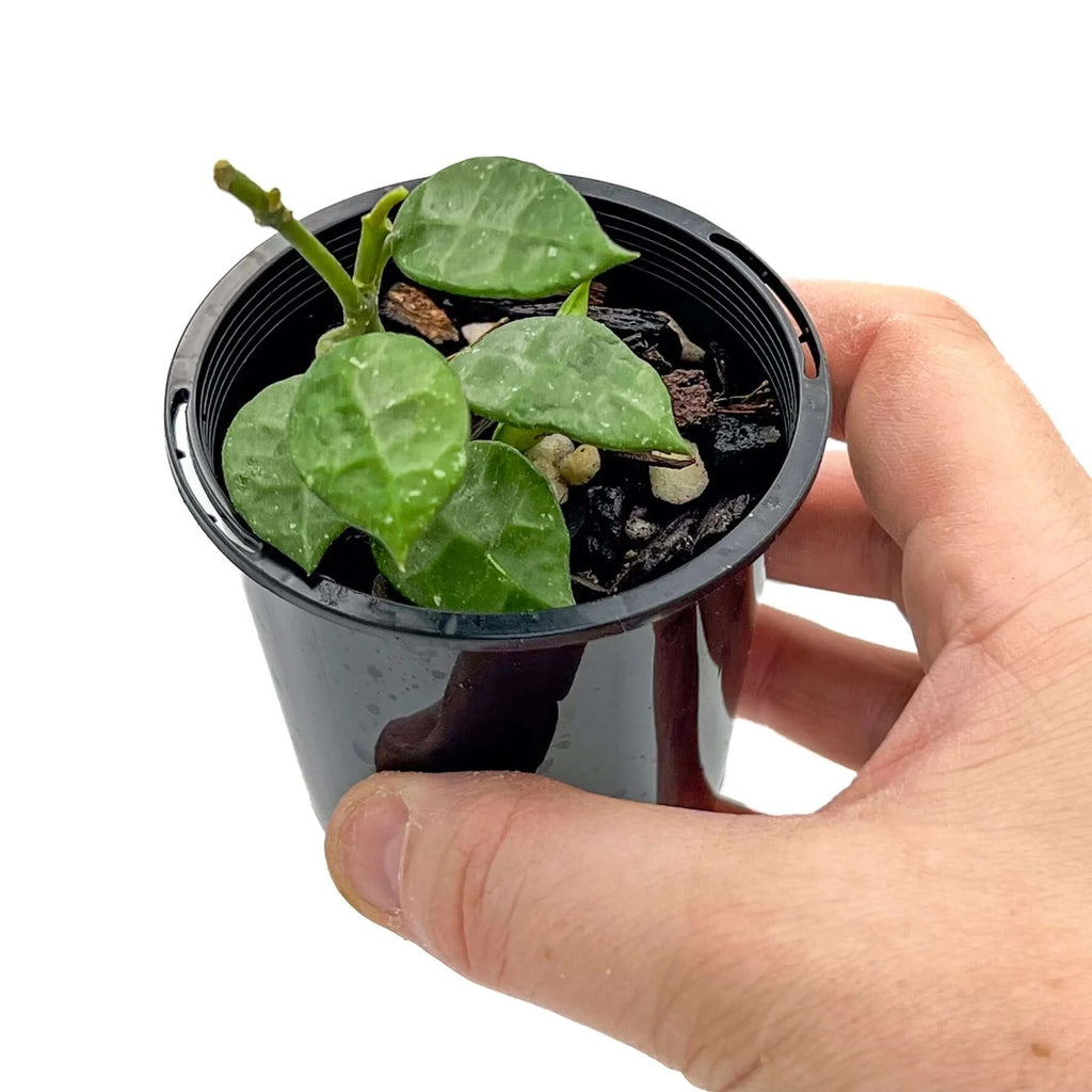 Hoya lacunosa 'Thick Leaf' in a pot, showcasing robust green leaves, perfect for indoor planting. Chalet Boutique, Australia.