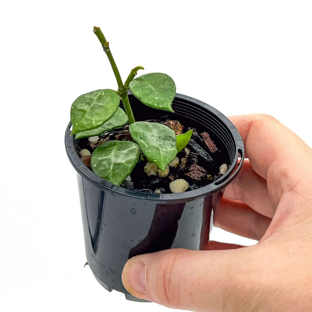 Hand holding a Hoya lacunosa 'Thick Leaf' in a black pot, showcasing its medium-green, succulent leaves. Chalet Boutique, Australia.