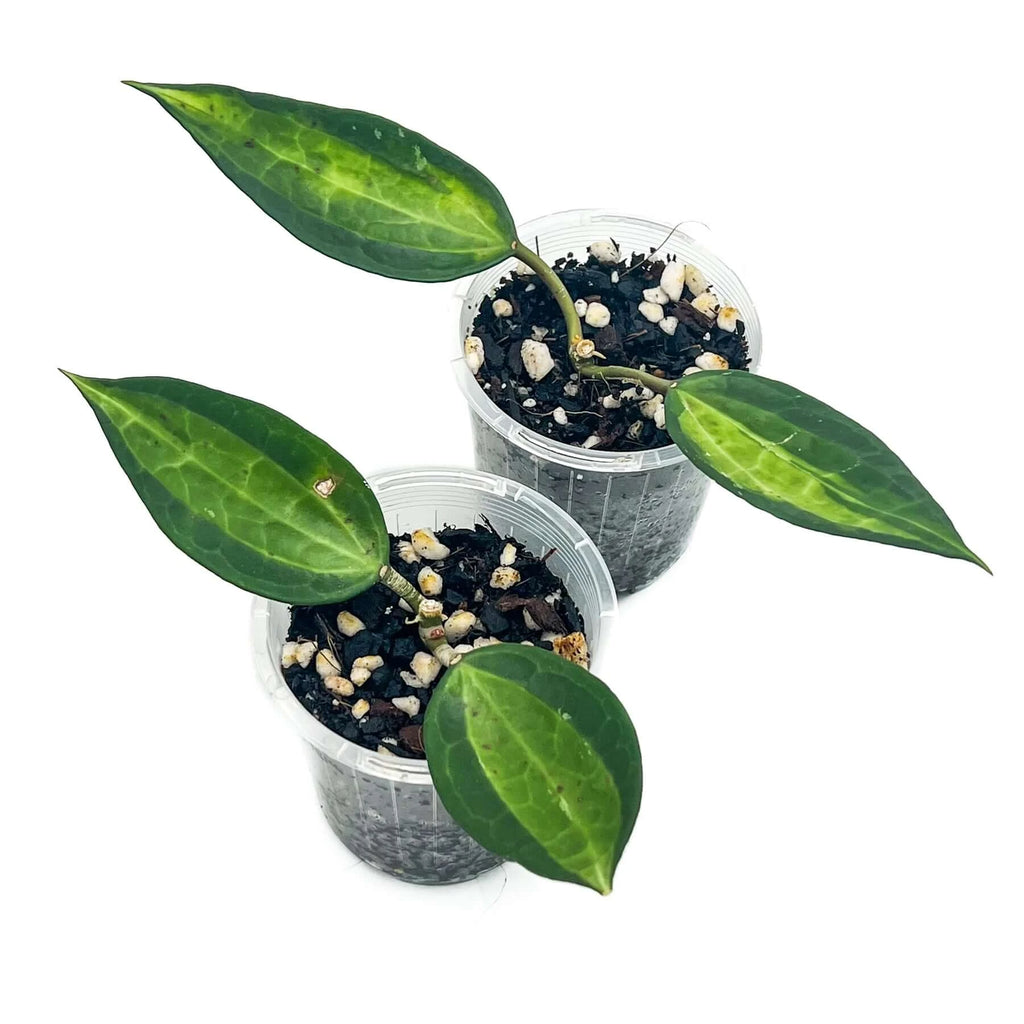 Hoya latifolia 'Pot of Gold' | Indoor Plant | Chalet Boutique - Australia