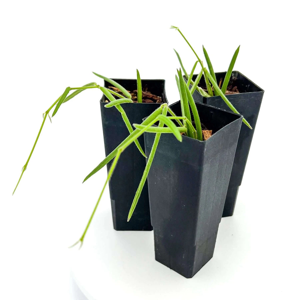 Hoya linearis | Indoor Plant | Chalet Boutique - Australia