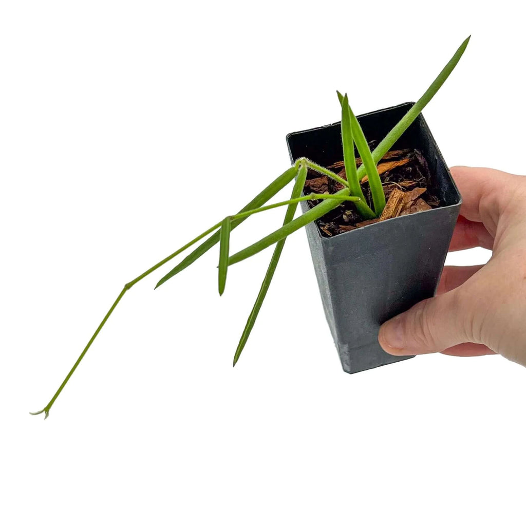 Hoya linearis | Indoor Plant | Chalet Boutique - Australia
