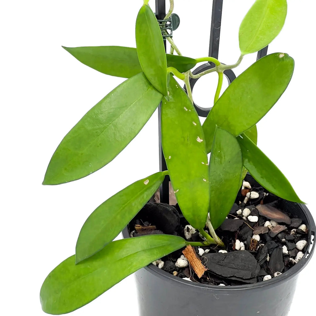 Hoya longifolia indoor plant with long green leaves in a nursery pot, perfect for unique indoor gardens. Chalet Boutique, Australia.