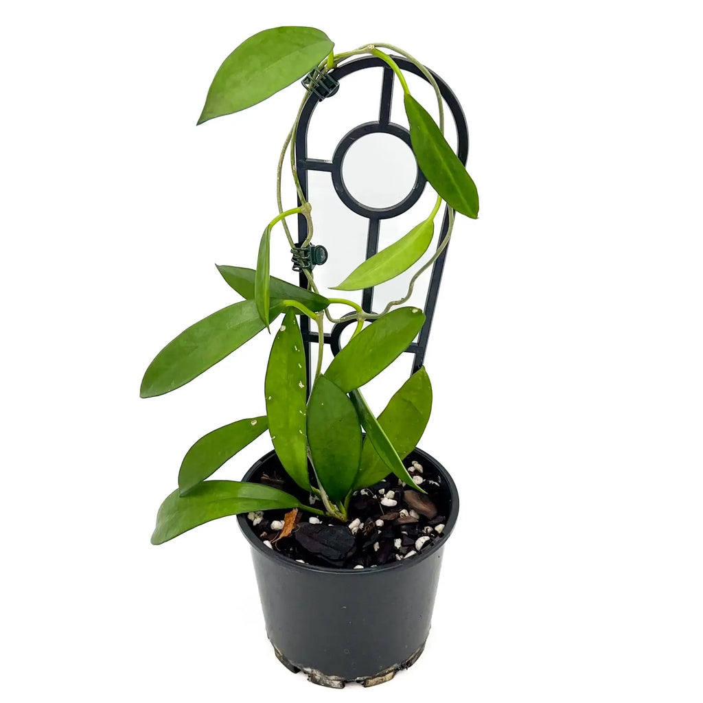 Hoya longifolia plant in a pot, featuring long green leaves and trellis support, perfect for your indoor garden. Chalet Boutique, Australia.