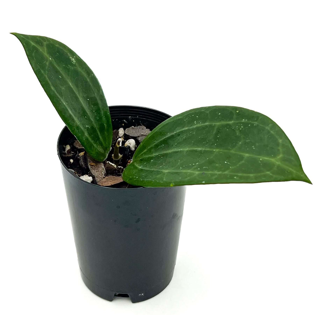 Hoya latifolia | Indoor Plant | Chalet Boutique - Australia
