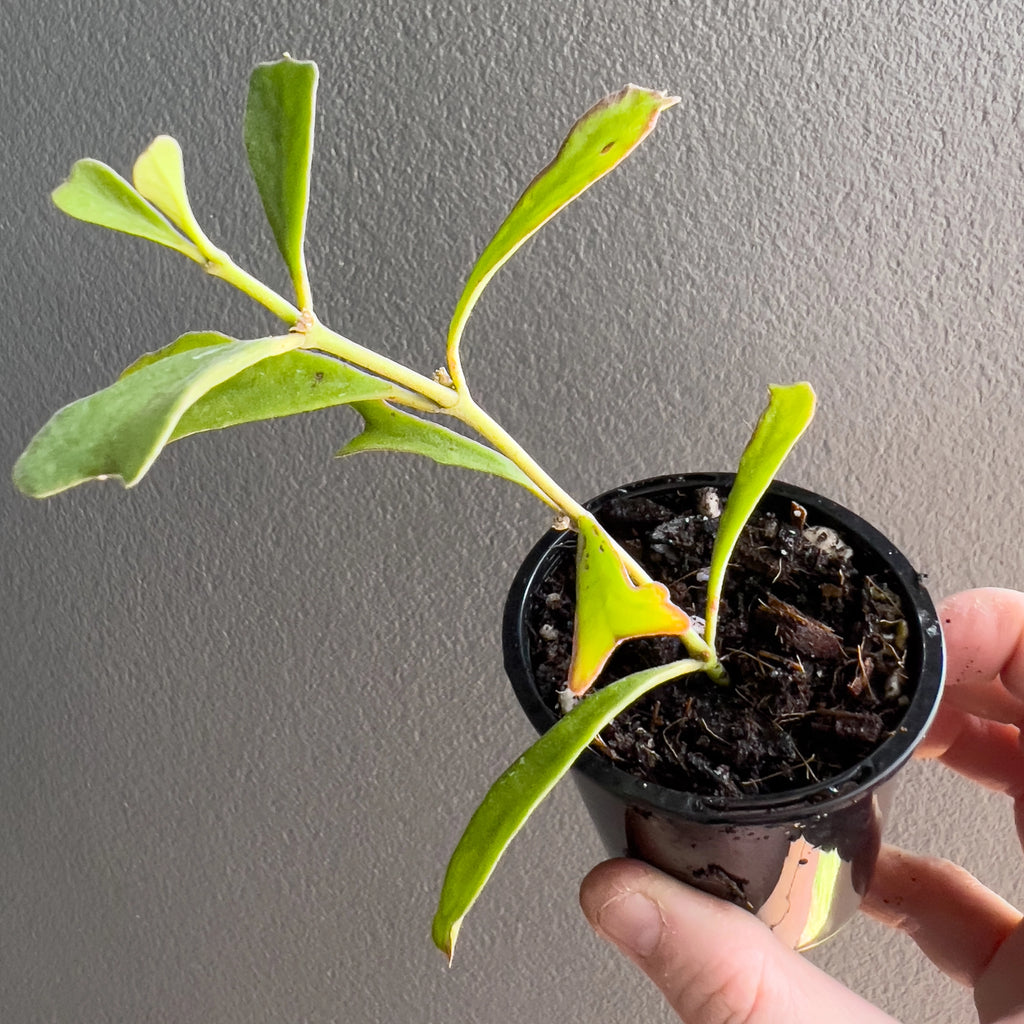Hand holding a Hoya manipurensis showing the slim pointed leaf shape, subtle texture and clean even colouring.