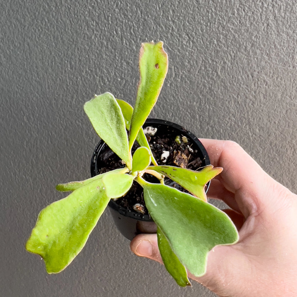 Cluster of Hoya manipurensis leaves in hand with narrow curved forms, soft veining and a calm deep green tone.