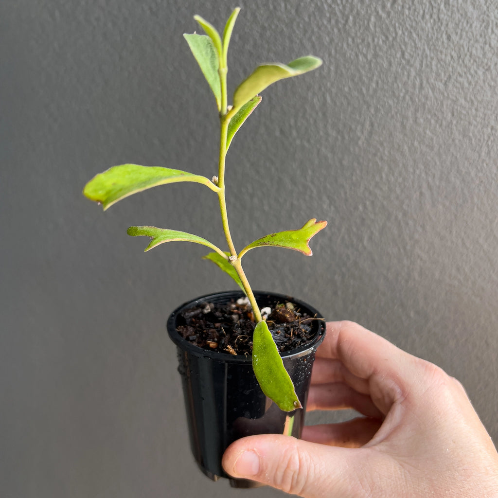 Hoya manipurensis held close to the camera showing its elegant elongated foliage and tidy vertical growth habit.