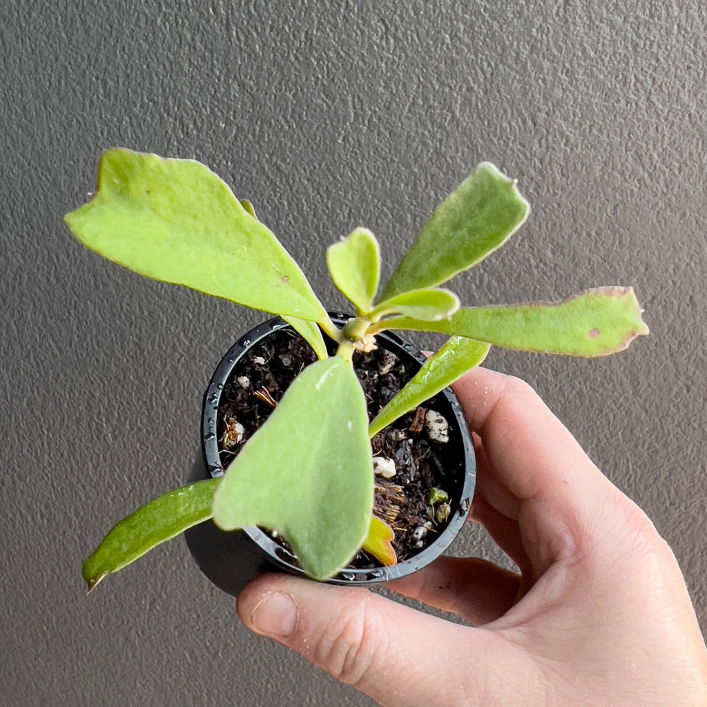 Hand holding a Hoya manipurensis showing smooth tapered leaves with light veining and a simple refined profile.