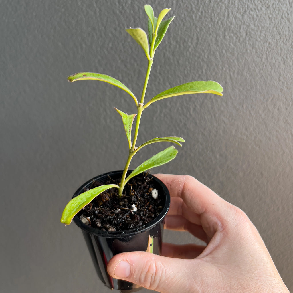 Close view of Hoya manipurensis in hand highlighting the narrow foliage, soft midrib and relaxed upright vine structure.