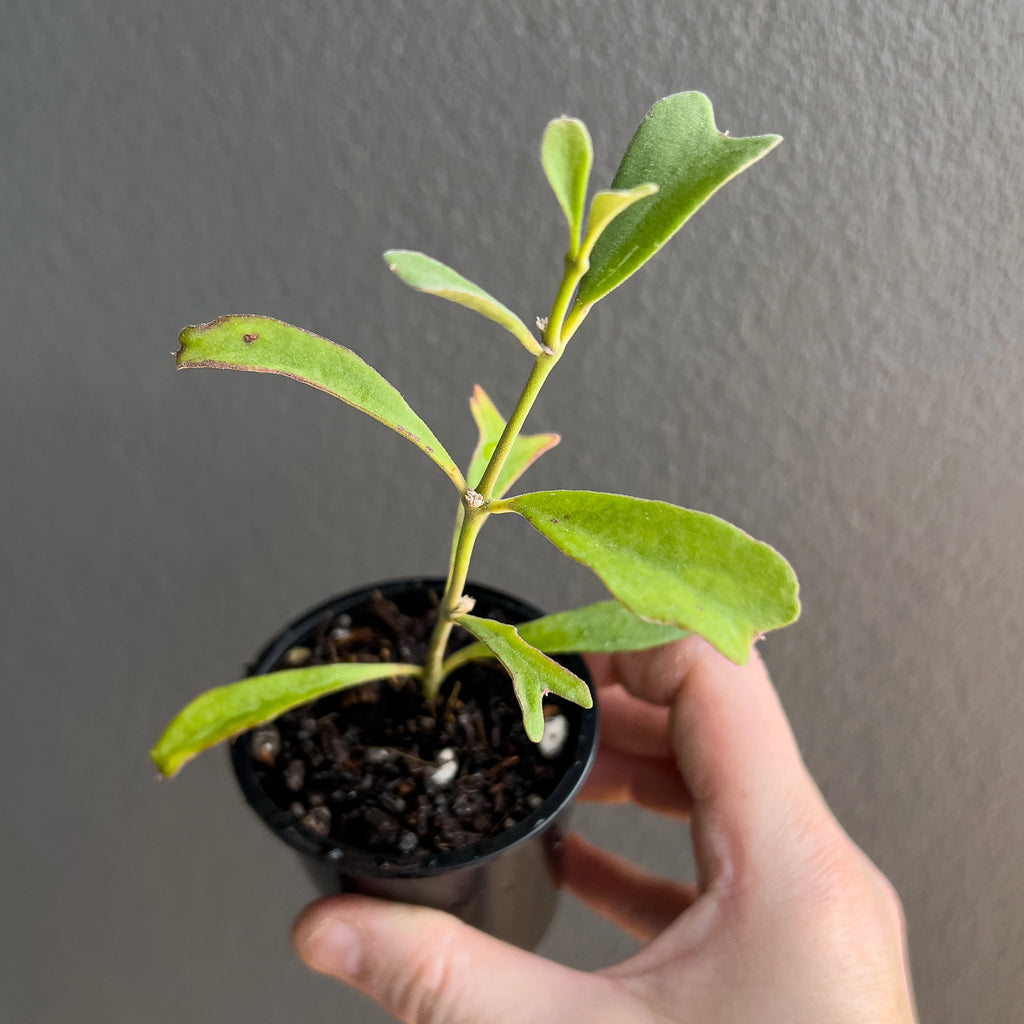Hand holding a Hoya manipurensis showing long tapered leaves with gentle veining and a smooth semi glossy green surface.