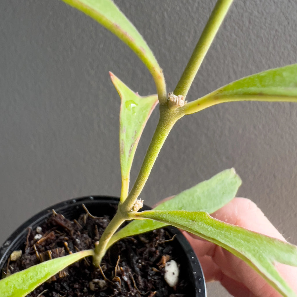 Hoya manipurensis in a black nursery pot with slender arching stems and elongated matte green leaves against a neutral background.