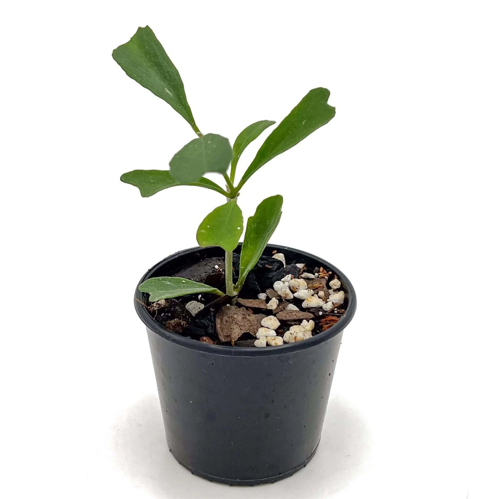 Hoya manipurensis | Indoor Plant | Chalet Boutique - Australia