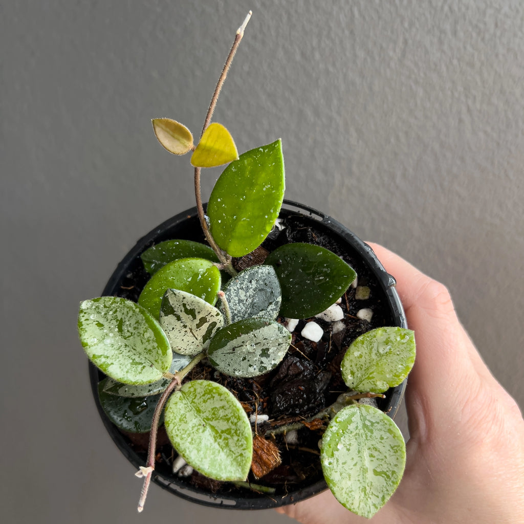 Hand holding a Hoya mathilde Splash showing small round leaves with heavy silver speckling and a soft satin texture.