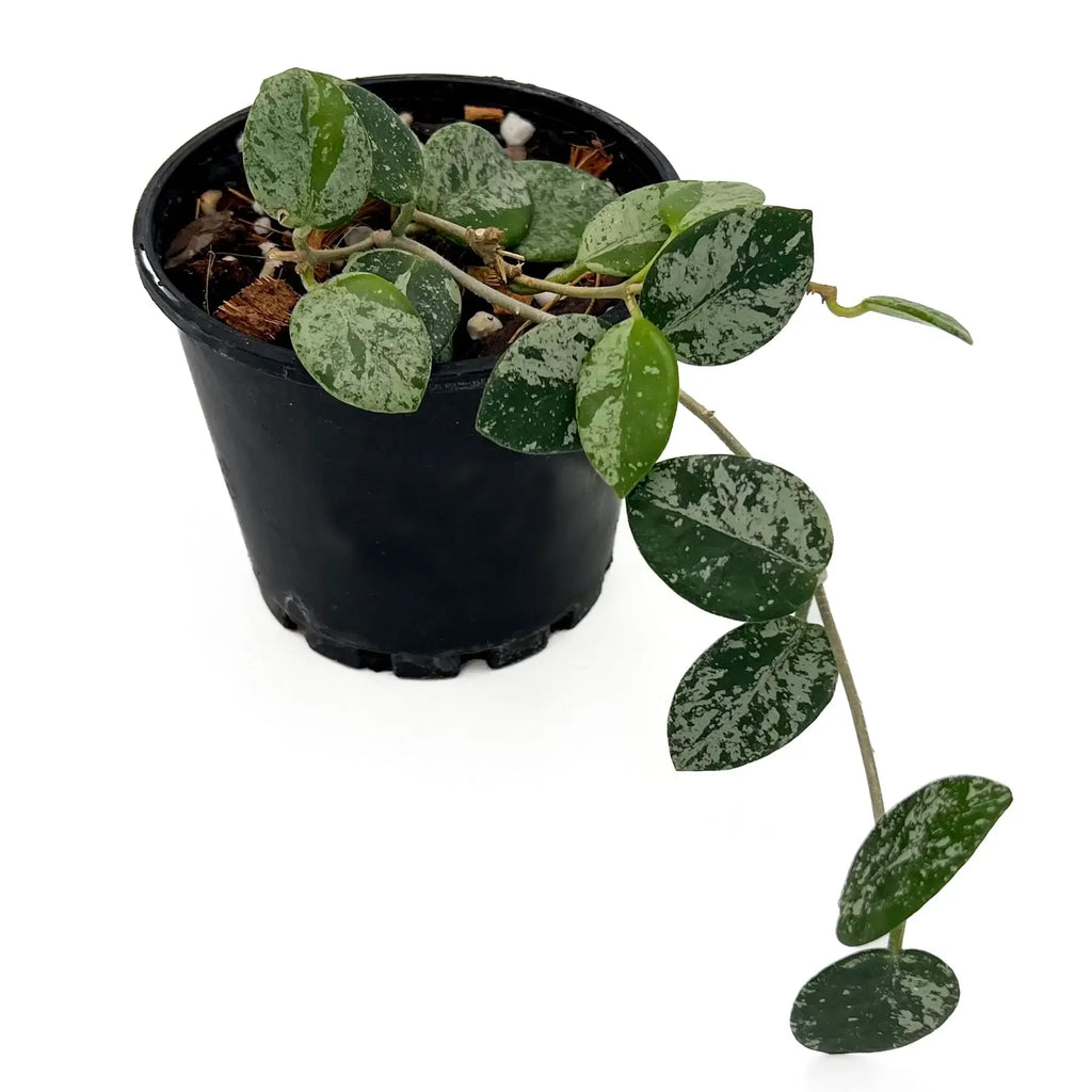 Hoya mathilde 'Splash' | Indoor Plant | Chalet Boutique - Australia