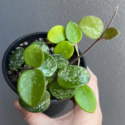 Hand holding a Hoya mathilde Splash showing firm circular leaves with bright silver mottling under natural light.