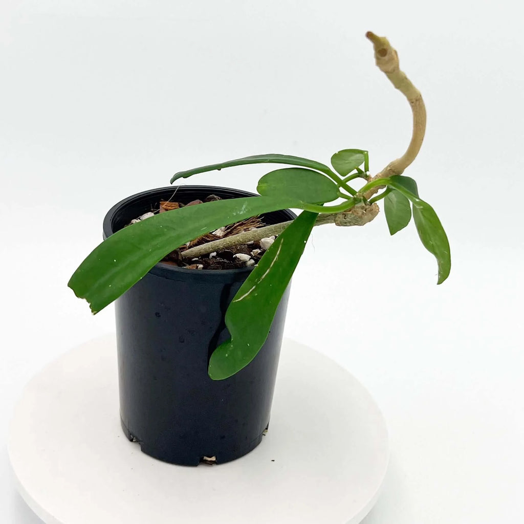 Hoya meliflua subspecies fraterna | Indoor Plant | Chalet Boutique - Australia