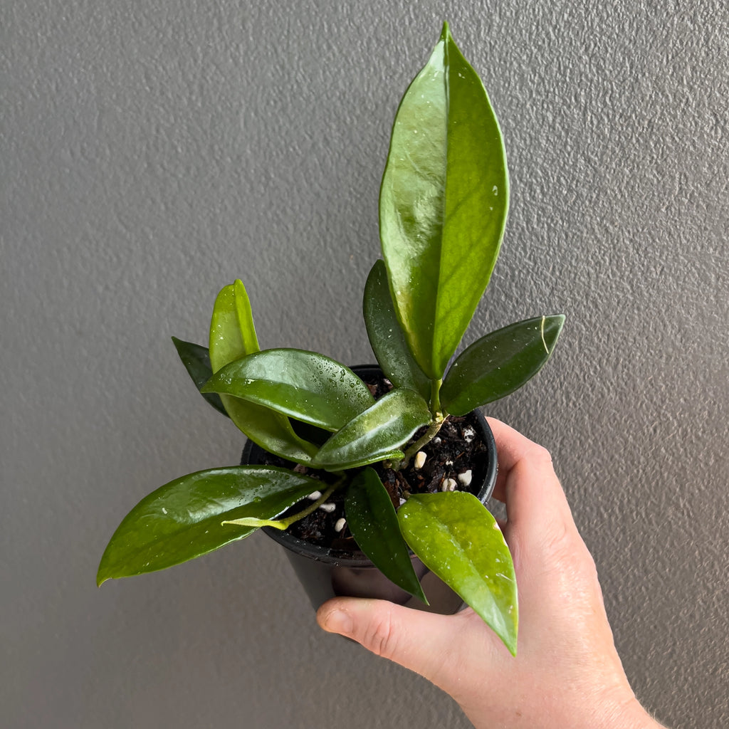 Close view of Hoya minibelle in hand highlighting the thin arching foliage, gentle mottling and tidy compact vines.