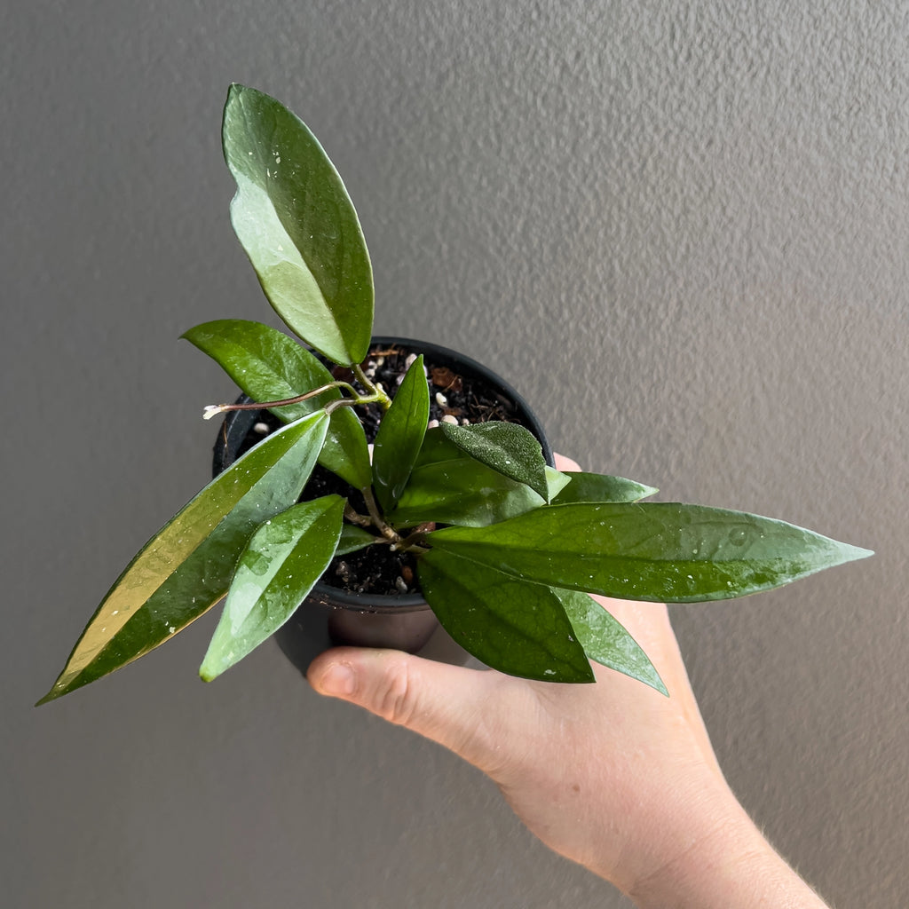 Hoya minibelle in a black nursery pot with cascading stems and narrow glossy leaves set against a neutral background.