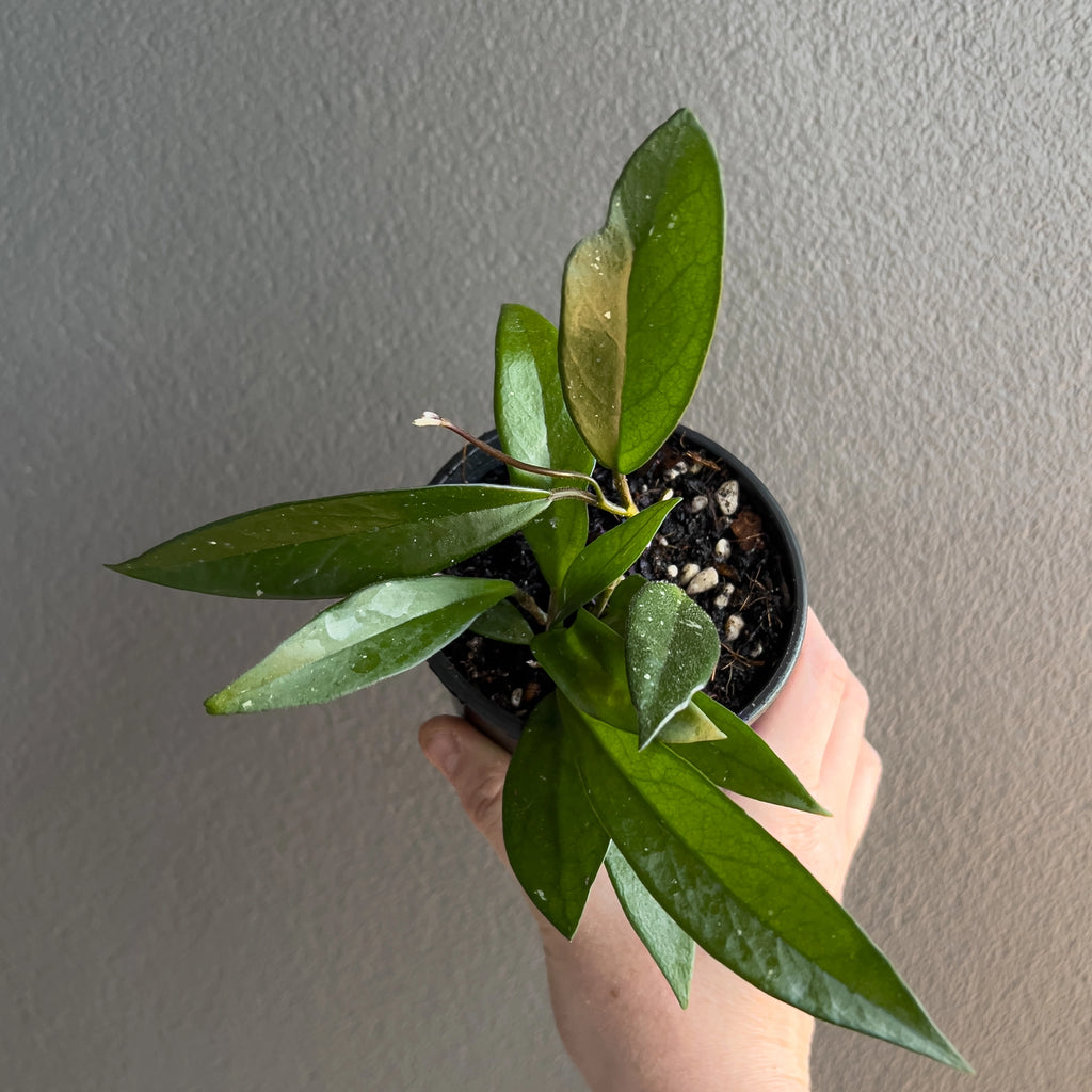 Hand holding a Hoya minibelle showing the elegant tapered leaf shape, light speckling and relaxed trailing growth.